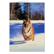 Running tiger in snow colour photo greeting card