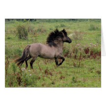 running wild stallion greeting cards