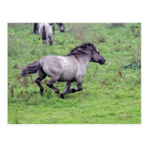 running wild stallion postcard