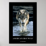 Running Wolf posters
