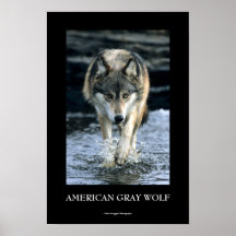 Running Wolf Poster
