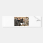 Rupert01 Bumper Stickers