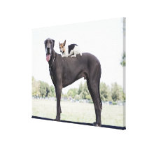 Russell terrier on great dane's back stretched canvas prints