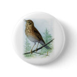 Russet-backed Thrush buttons