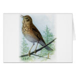 Russet-backed Thrush cards