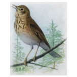 Russet-backed Thrush flyers