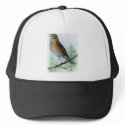 Russet-backed Thrush hats