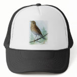 Russet-backed Thrush hats