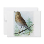 Russet-backed Thrush invitations