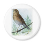 Russet-backed Thrush magnets