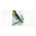 Russet-backed Thrush photo cards