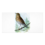 Russet-backed Thrush photo cards