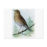 Russet-backed Thrush postcards
