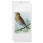 Russet-backed Thrush rack cards