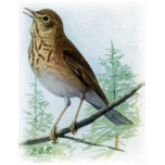 Russet-backed Thrush t-shirts