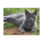 Russia Blue, Natasha postcards