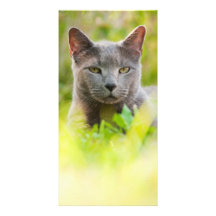 Russian Blue cat Custom Photo Card