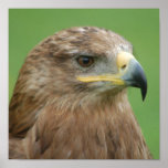 Russian Steppe Eagle posters