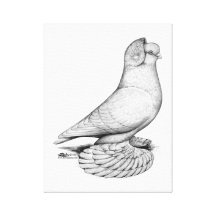 Russian Tumbler Pigeon Canvas Prints