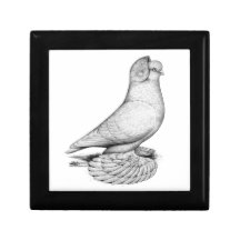 Russian Tumbler Pigeon Keepsake Box