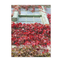Rustic Autumn Vines Against An Old Building Card