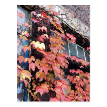 Rustic Autumn Vines Against An Old Building Card Post Card