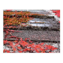Rustic Autumn Vines Against An Old Building Card Postcards