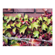Rustic Autumn Vines Against An Old Building Card Postcards