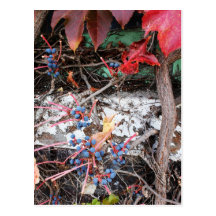 Rustic Autumn Vines Against An Old Building Card Post Cards