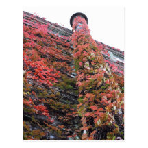 Rustic Autumn Vines Against An Old Building Card Post Cards