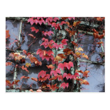 Rustic Autumn Vines Against An Old Building Card Postcards