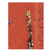 Rustic Autumn Vines Against An Old Building Card Post Cards