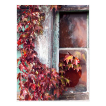 Rustic Autumn Vines Against An Old Building Card Post Cards