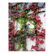 Rustic Autumn Vines Against An Old Building Card Postcards