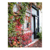 Rustic Autumn Vines Against An Old Building Card Post Cards