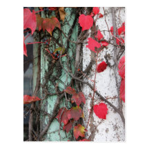 Rustic Autumn Vines Against An Old Building Card Postcards