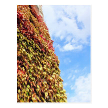 Rustic Autumn Vines Against An Old Building Card Post Cards