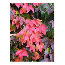 Rustic Autumn Vines Against An Old Building Card Post Card