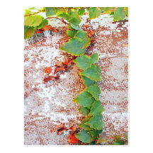 Rustic Autumn Vines Against An Old Building Card Postcard