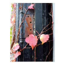 Rustic Autumn Vines Against An Old Building Card Postcard