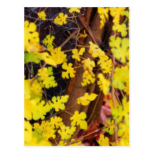 Rustic Autumn Vines Against An Old Building Card Post Card