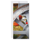Rustic Pumpkins rack cards