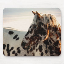 Rusty the Appaloosa Mouse Pads