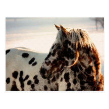 Rusty the Appaloosa Postcards