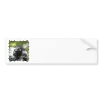 Rwanda Colobus Monkey Bumper Stickers