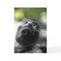 Rwanda Colobus Monkey Greeting Card