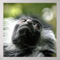 Rwanda Colobus Monkey Poster Print