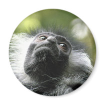 Rwanda Colobus Monkey Round Magnet