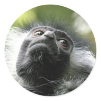 Rwanda Colobus Monkey Stickers