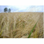 Rye Plants Seed photo sculptures